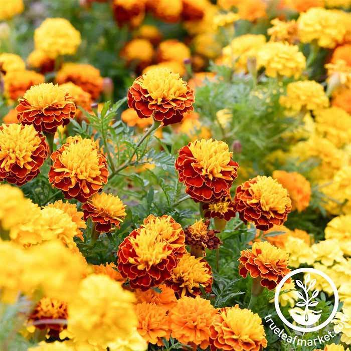 Zinnia Zowie Yellow Flame F1 Seed – Harris Seeds