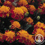 Marigold Janie Series Spry Seed