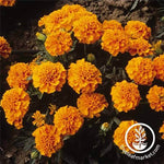 Marigold Janie Series Tangerine Seed