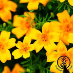 Marigold Signata Gem Flower - Golden