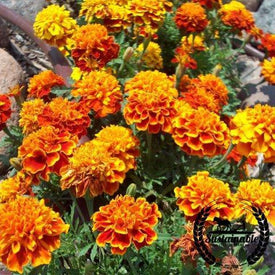 Organic Sparky Marigold Seeds