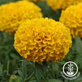 Marigold - Taishan Series - Gold