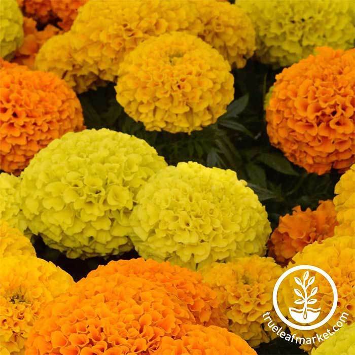 Marigold - Taishan Series - Mix