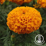 Marigold - Taishan Series - Orange