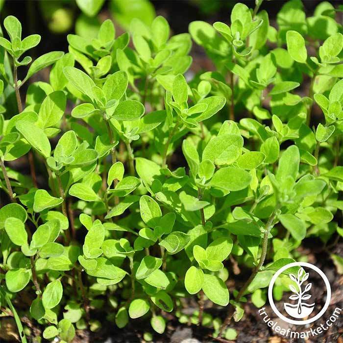 Sweet Marjoram Herb Seed