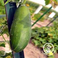 Cucumber Marketmore 76 Organic Seed