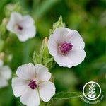 Marshmallow Herb Seeds