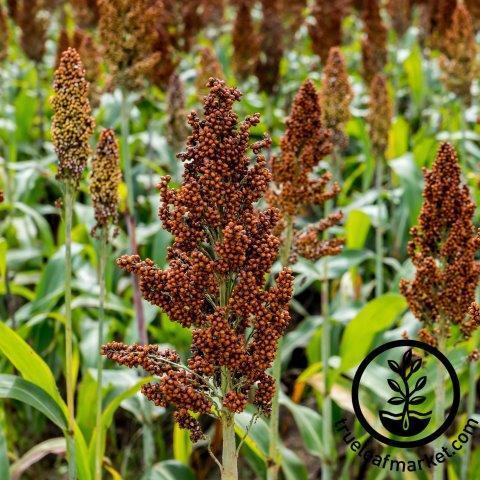 sorghum grain