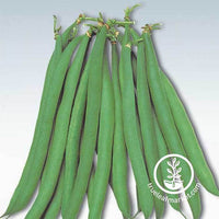 Masai Heirloom Bush Beans