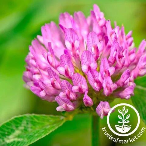 Medium Red Clover