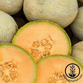 Melon Cantaloupe Edisto 47 Seed