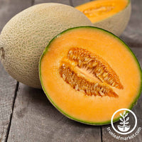 Melon Cantaloupe Imperial 45 Seed