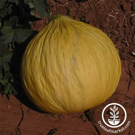 Melon Casaba Golden Beauty Seed