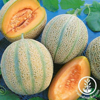 Melon Seeds - Delightful F1