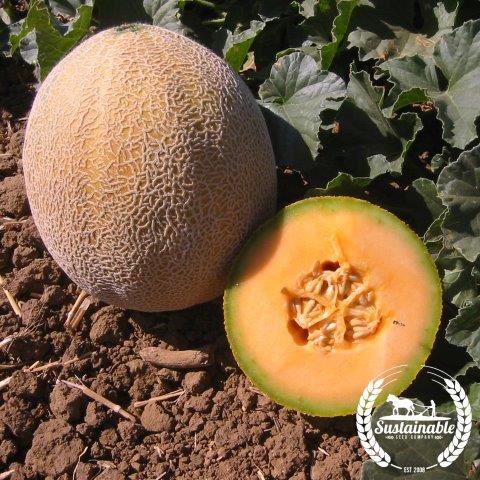 Melon Seeds Edisto 47 Organic