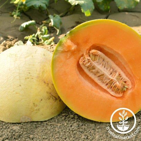 Honey Dew Melon - Bulk Seed