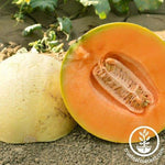 Melon Seeds - Extravagant F1