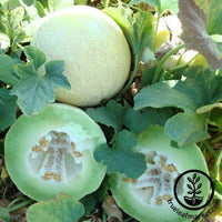 Melon Seeds - Fabulous F1