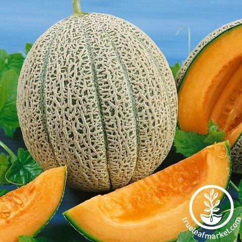 Melon Seeds - Hales Best 45 PMR