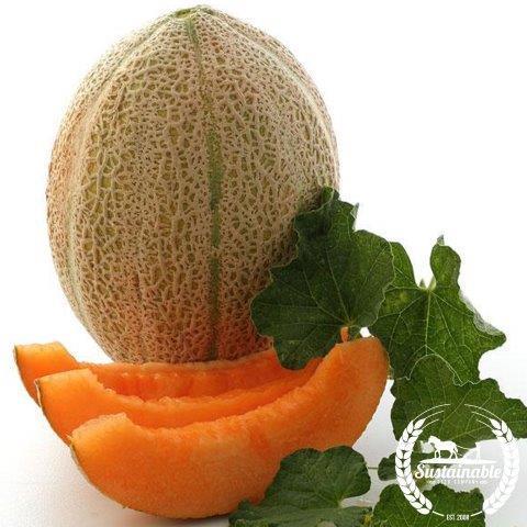 Jumbo White Honeydew Melon - 1 Piece