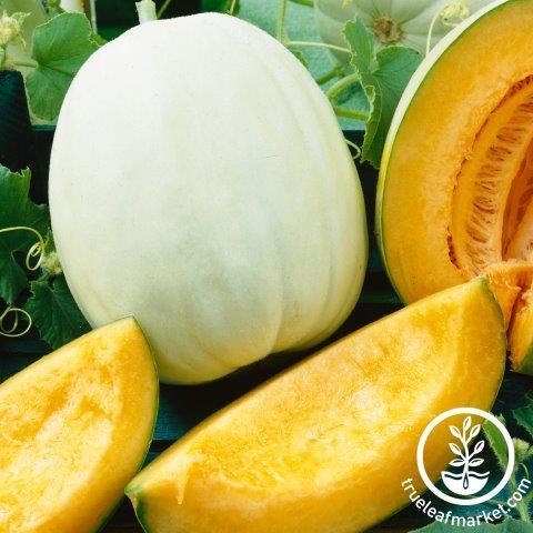 Melon Seeds - Honey Dew Stutz Supreme