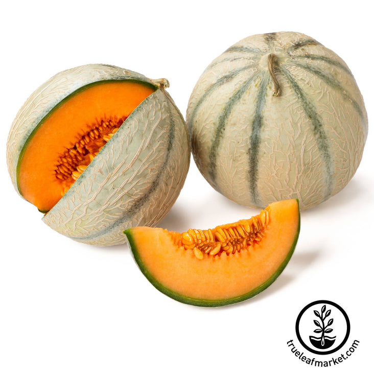 Organic Green Flesh Honeydew Melon - 1 G ~30 Seeds - Heirloom, Gardeni