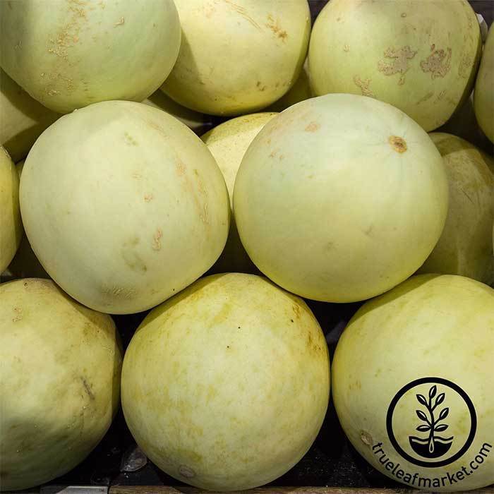 Jumbo White Honeydew Melon - 1 Piece