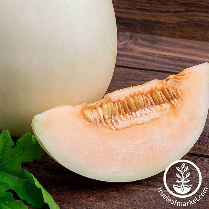 Honeydew Earli-Dew Hybrid Melon Seeds – Hometown Seeds