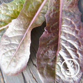 merveille des quatre saisons