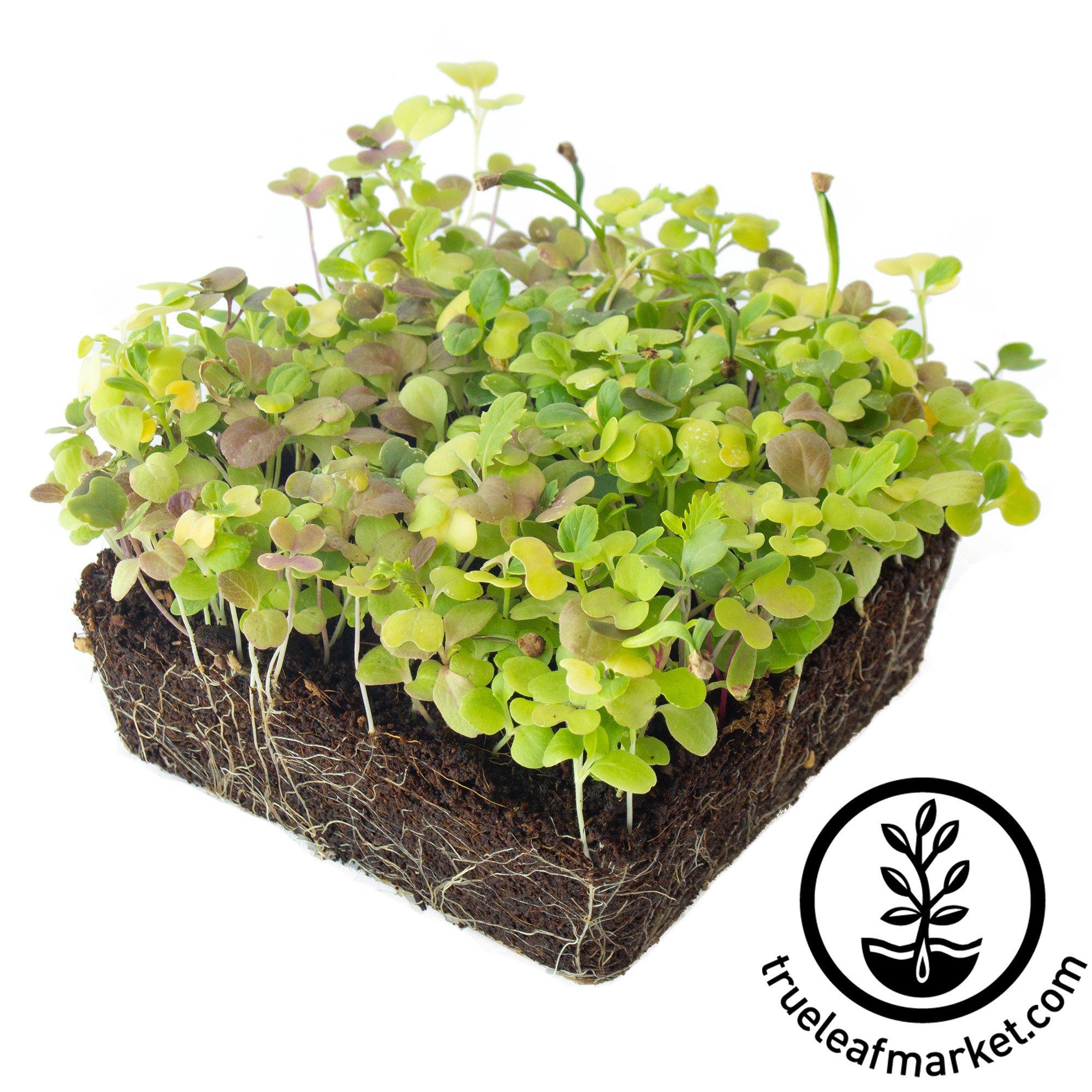 Upland Cress Green Seeds 157