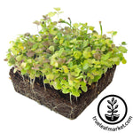 baby greens mesclun mix