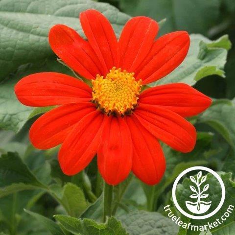 mexican sunflower