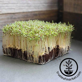 Amaranth Microgreens