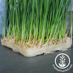 Micro-Mat Hydroponic Confetti with grown wheatgrass