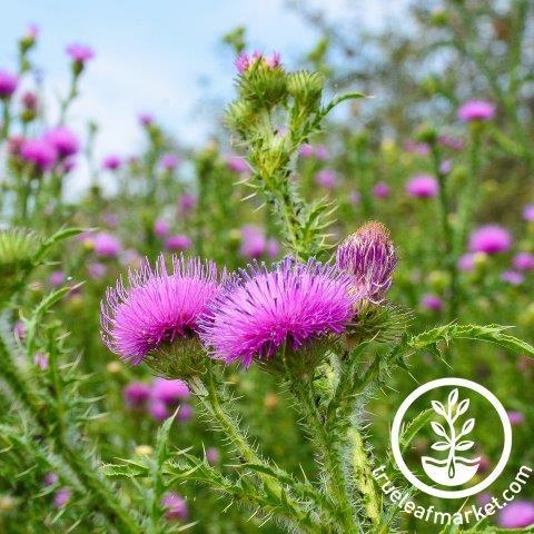 Milk Thistle Herb Seeds