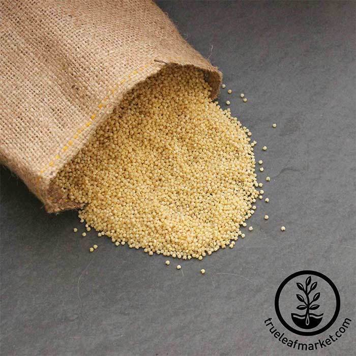 Hulled Millet (Organic) - Bulk Grains & Foods