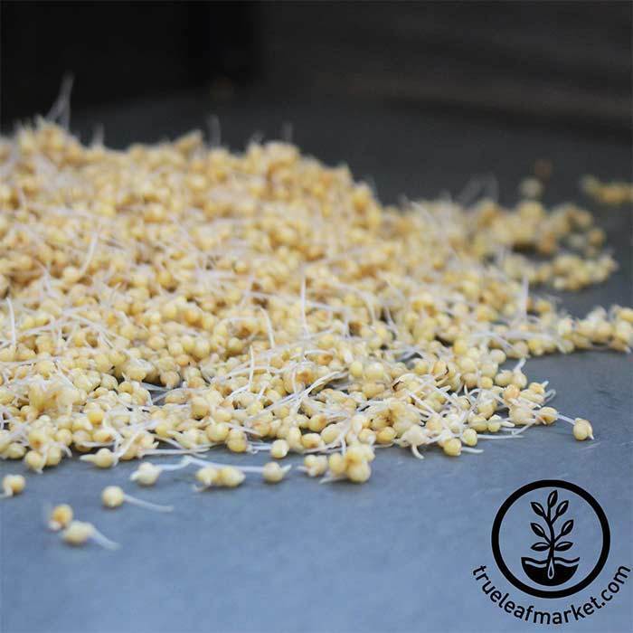 Millet - Whole (Organic) - Sprouting Seeds