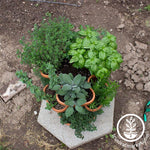 Mini Garden Stacker - Hanging Garden Pot Terra Cotta Planted