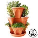 Terracotta Planter & Culinary Herbs