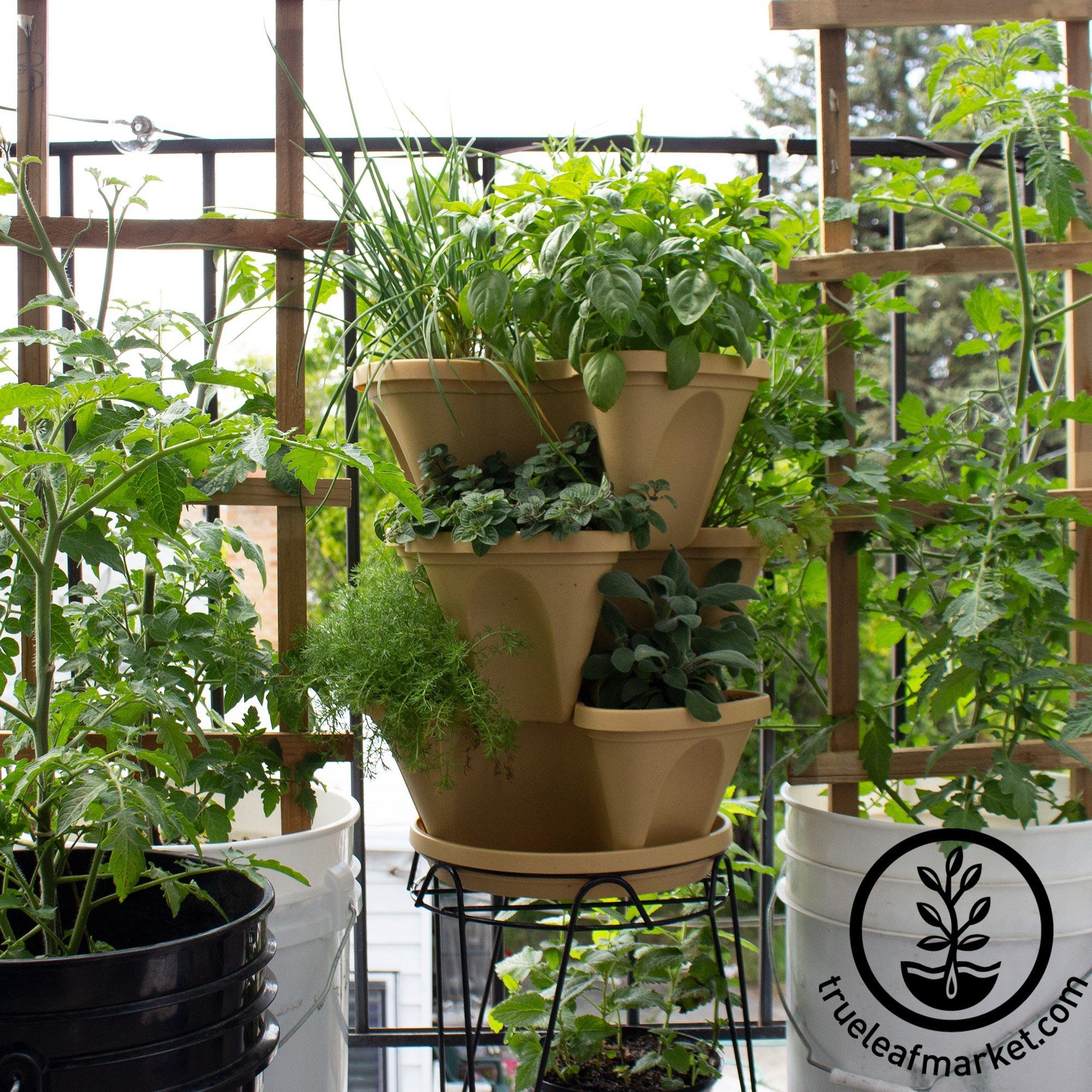 Garden Stacker Planter Culinary Herb Garden Kit - Color: Terracotta -  Stackable / Hangable Planter Pot - Indoor / Outdoor - 12 Seed Packs:  Parsley