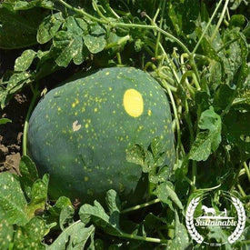 Watermelon Moon and Stars Organic Seed