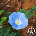 Morning Glory Heavenly Blue Seed