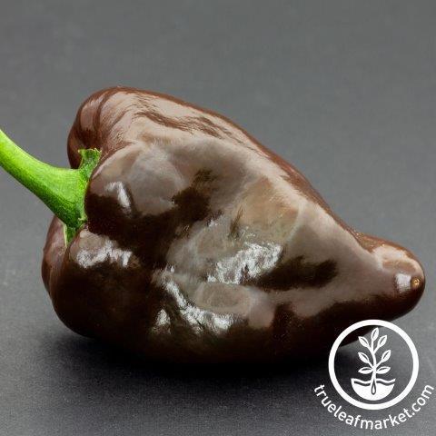 Pepper Seeds - Hot - Mulato Isleno