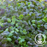above colorful microgreens mix