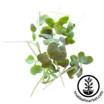 cut colorful mustard microgreens