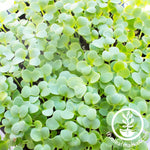 close up mustard microgreens