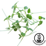 cut mustard micro greens