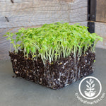 green mustard microgreens