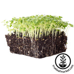 mustard micro greens white background