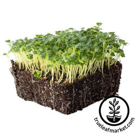 mibuna mustard microgreens white background